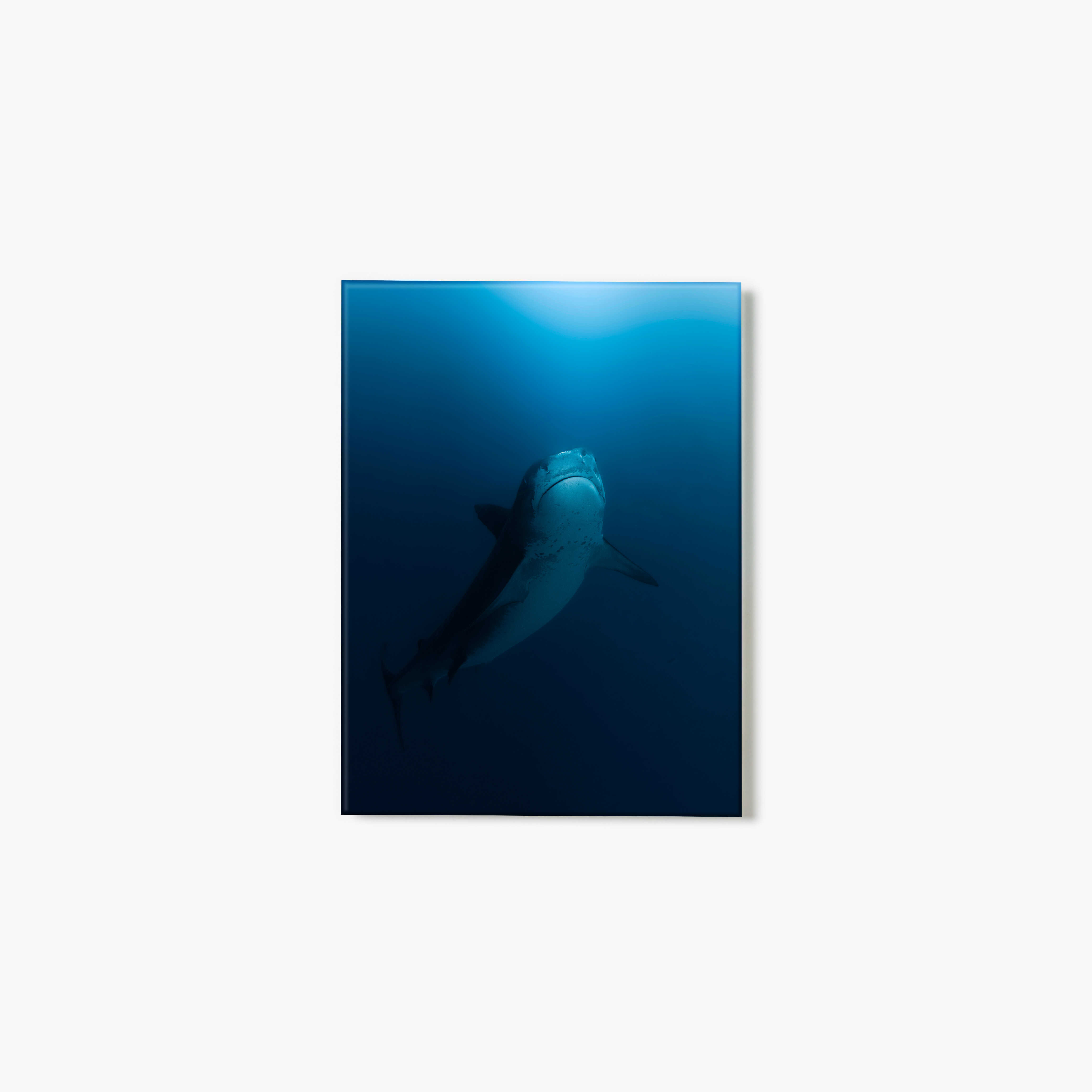 A glass print of a shark swimming upward in the deep blue ocean