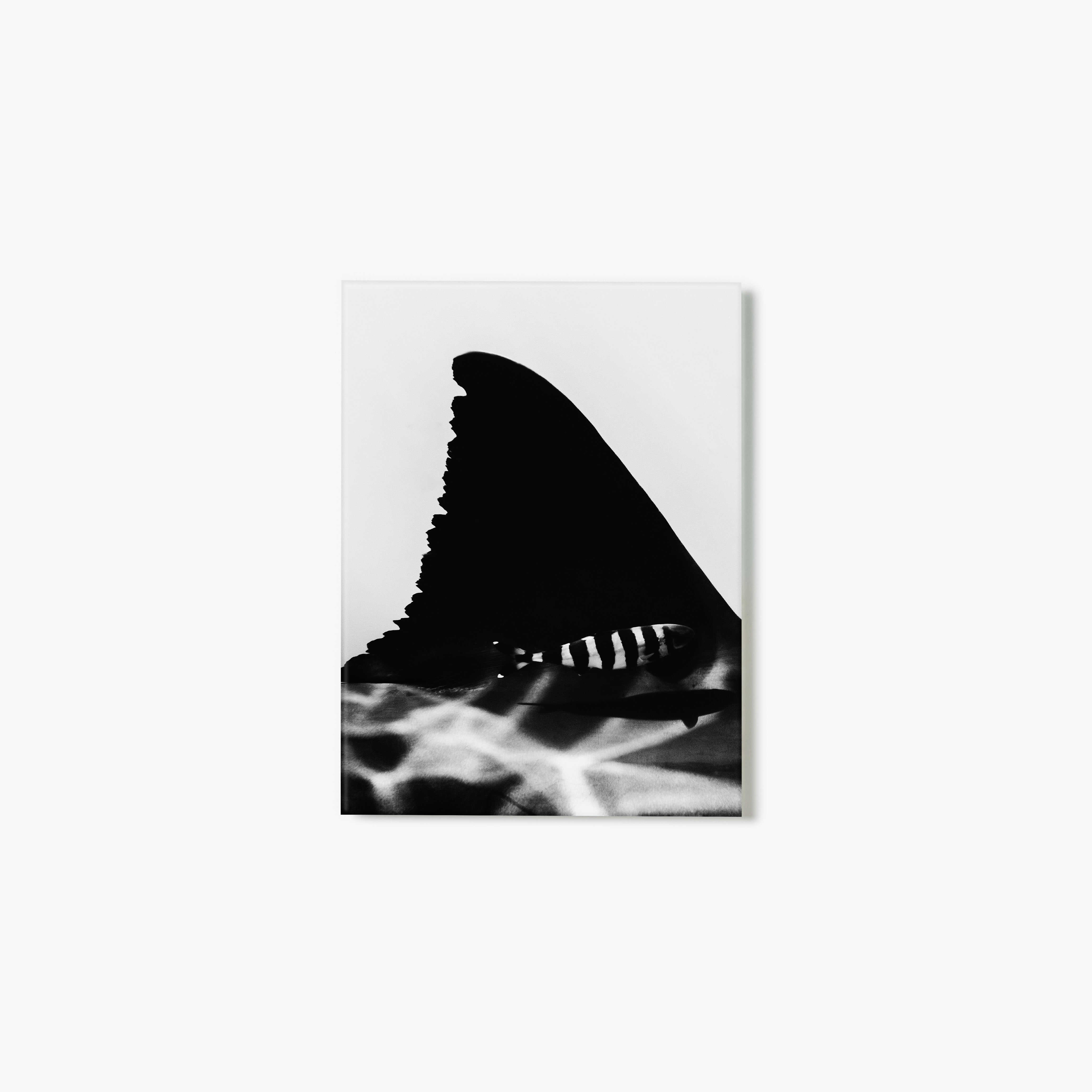 Black and white art glass print of a shark fin with a striped pilot fish swimming beside it