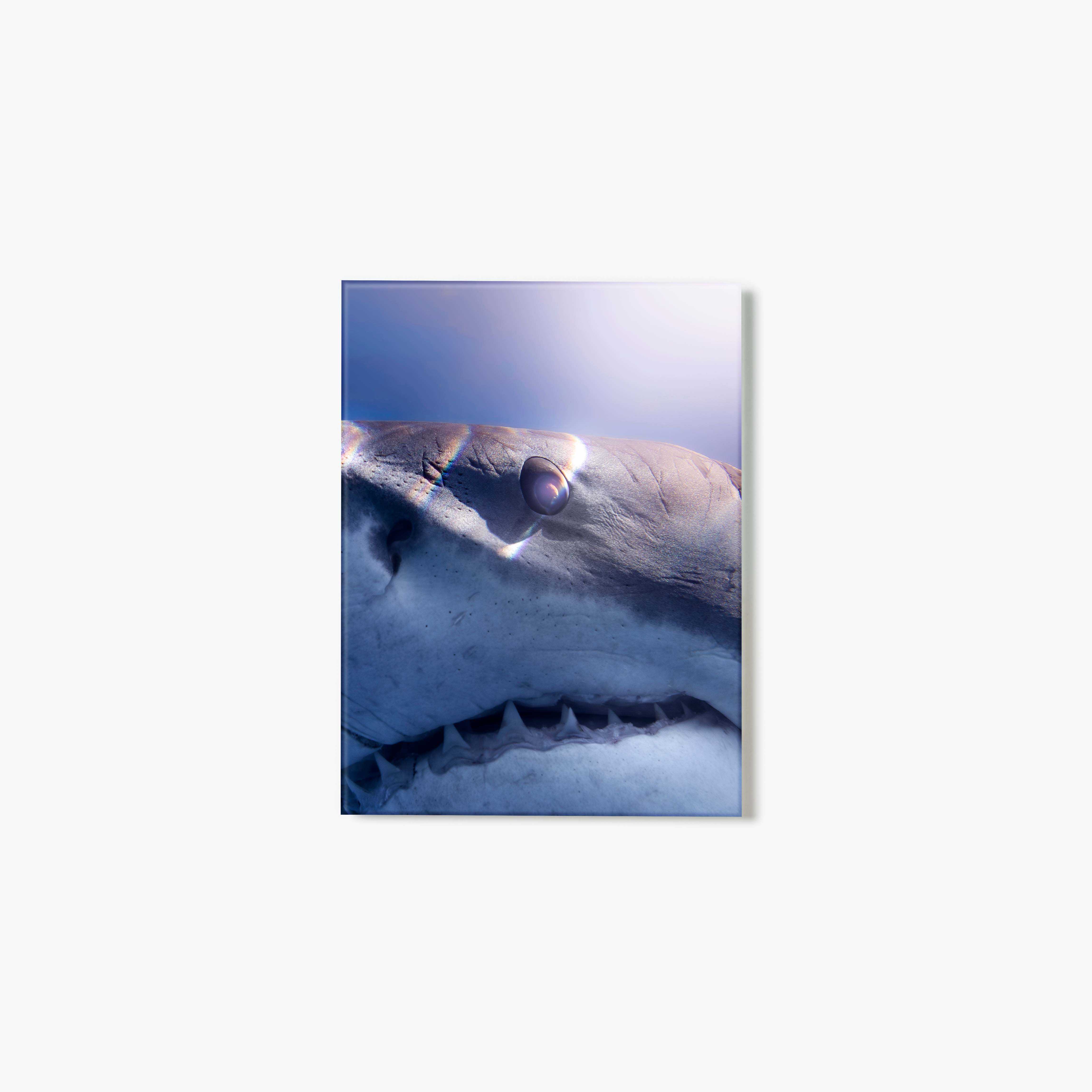 A glass print of a close-up of a great white shark's face, highlighted by rainbow stripes falling across it, against a blue gradient background