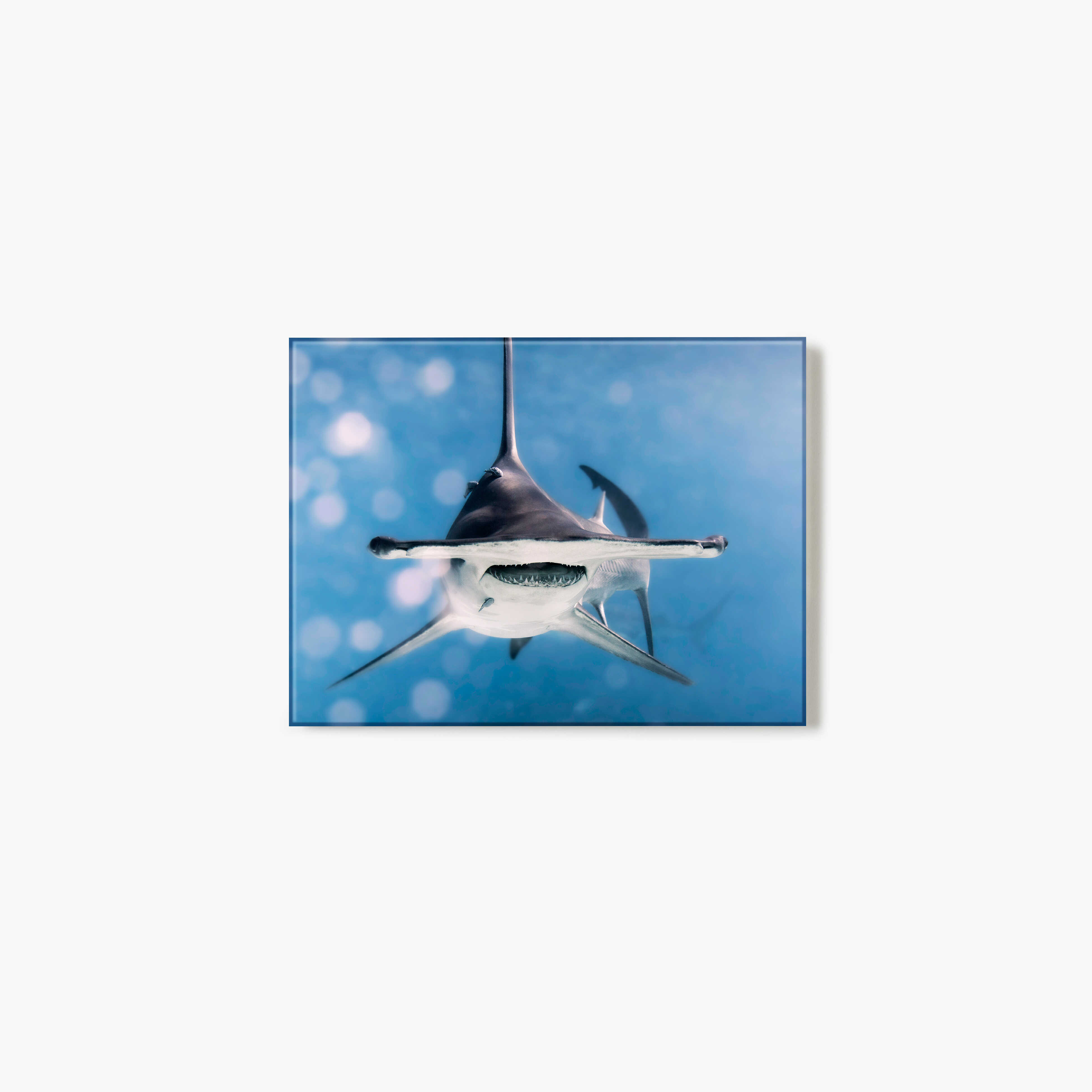 Close-up of a hammerhead shark underwater with a blue gradient background