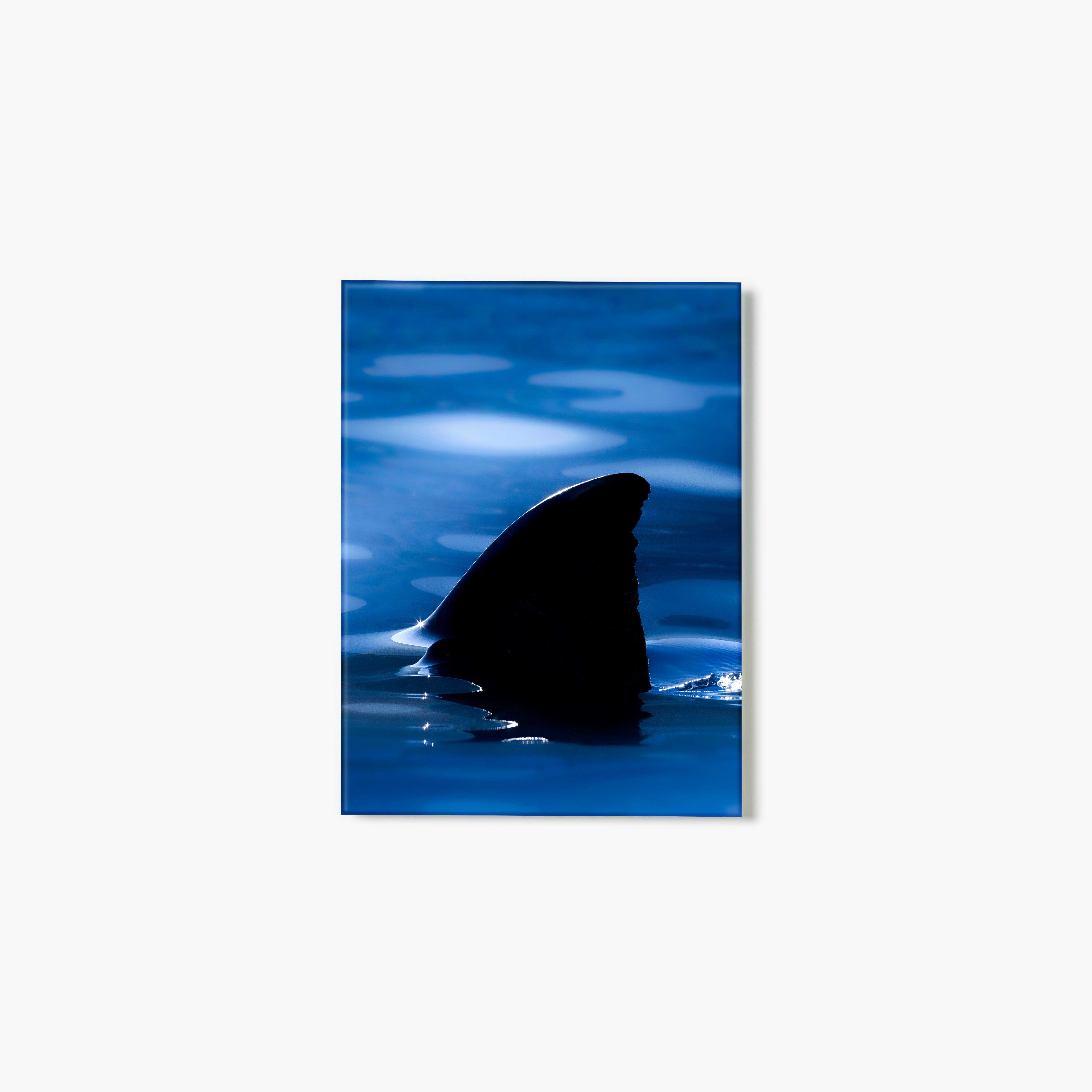 Silhouette of a shark fin emerging from blue water with ripples.