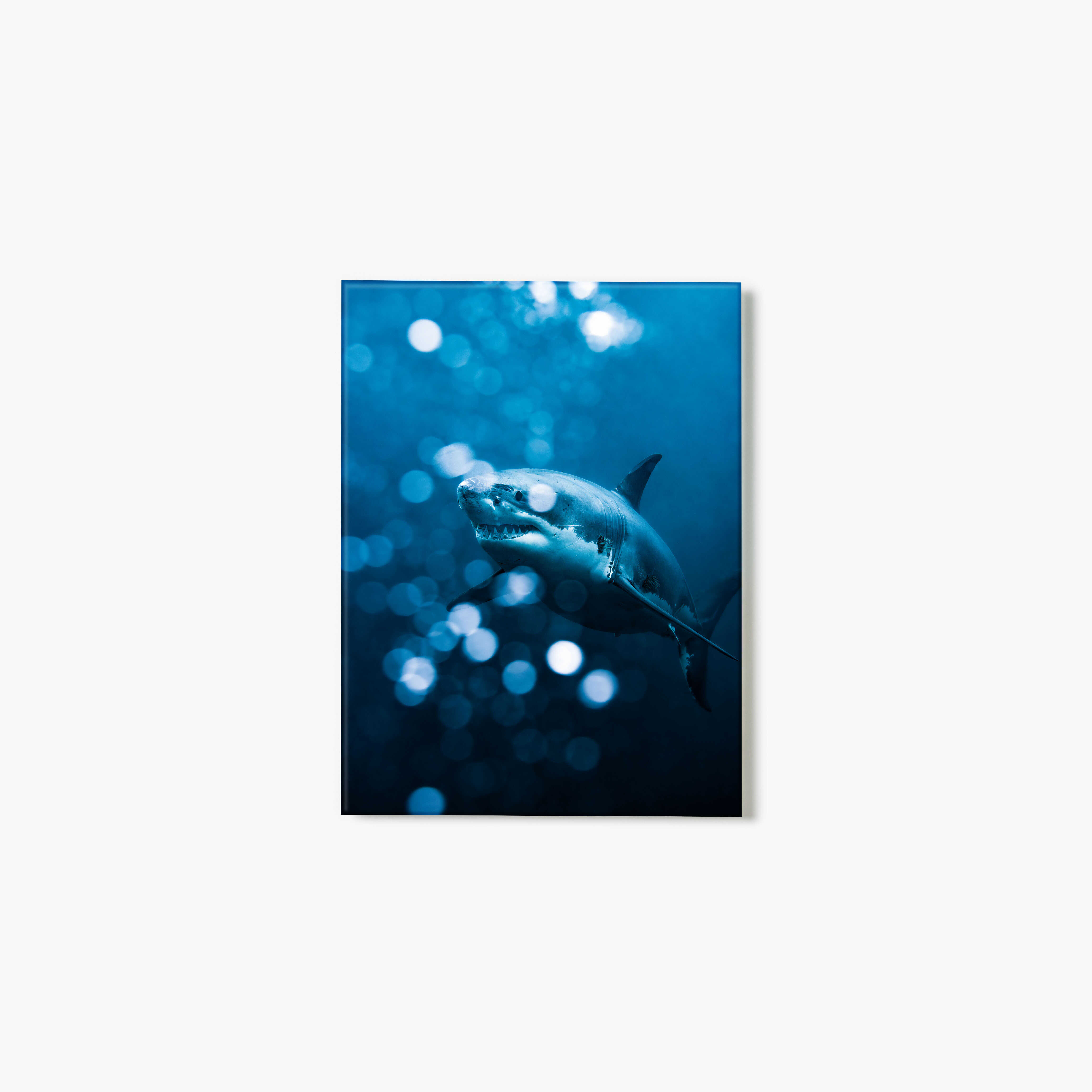 Glass print of a shark underwater with a blue tone and bokeh lights